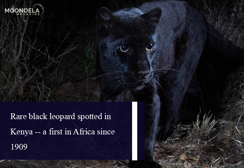 Rare black leopard spotted in Kenya -- a first in Africa since 1909