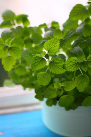 Tulsi, Nature’s Gift !