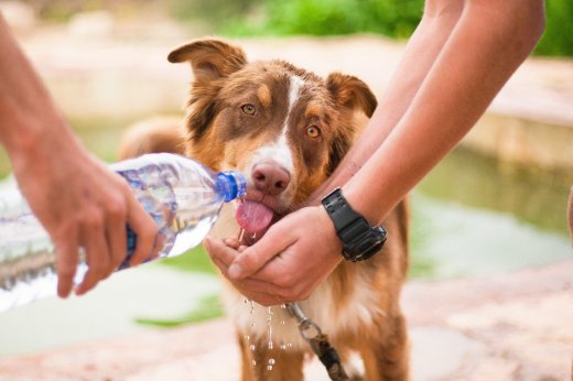“Humans and Dogs – Perfect Companions”