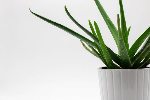 SOOTHING BENEFITS OF ALOE VERA