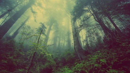 How Humans Are Responsible For Disturbing The Nature