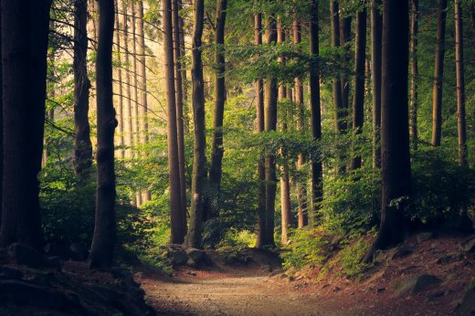 Yes! There Is Need To Plant Trees
