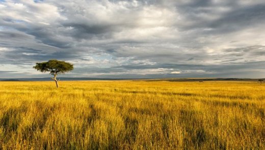 The African Savanna – A wildlife paradise