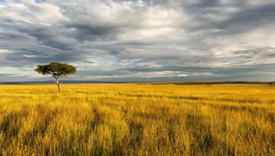 The African Savanna – A wildlife paradise