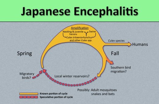 JAPANESE ENCEPHALITIS: Symptoms And Preventions
