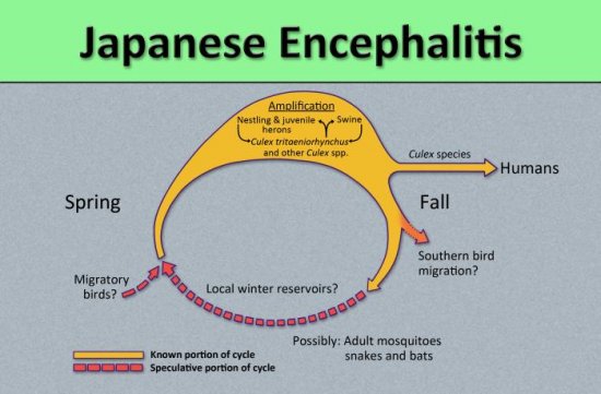 JAPANESE ENCEPHALITIS: Symptoms And Preventions