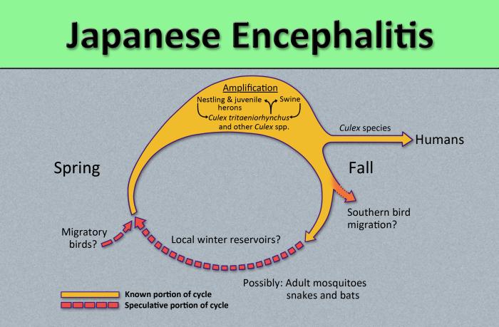 JAPANESE ENCEPHALITIS