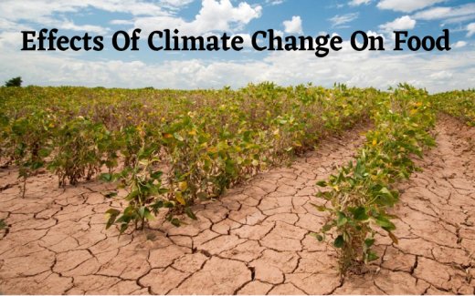 Effects Of Climate Change On Our Food