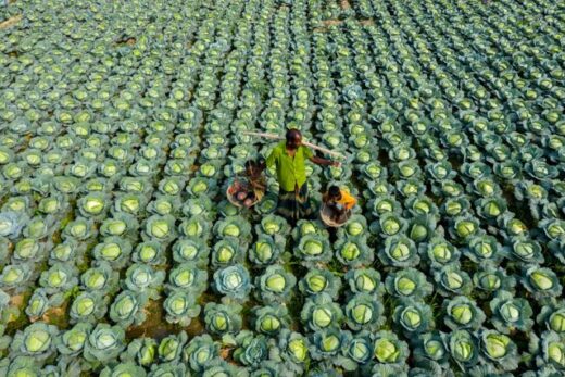 Why Farmers Are Turning to High-Value Crops