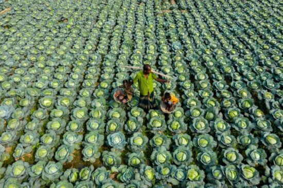 Why Farmers Are Turning to High-Value Crops